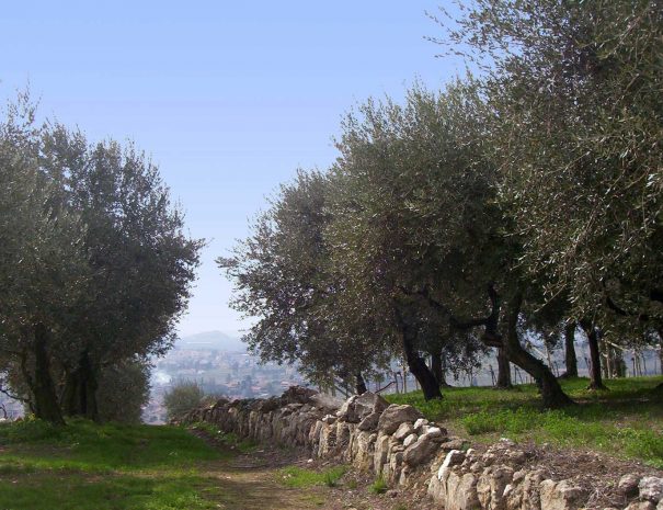 Olivi in Valpolicella